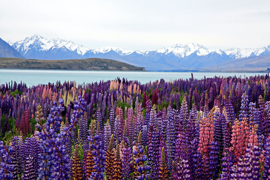 Exploring the Enchanting Wines of New Zealand: Discover a World of Taste